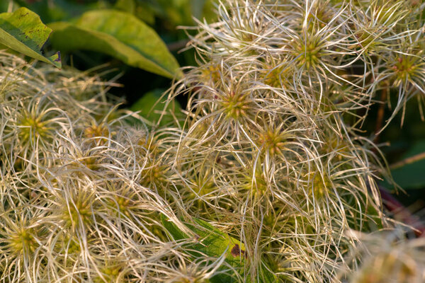 Close up of fruits on an old mans beard (clematis vitalba) plant