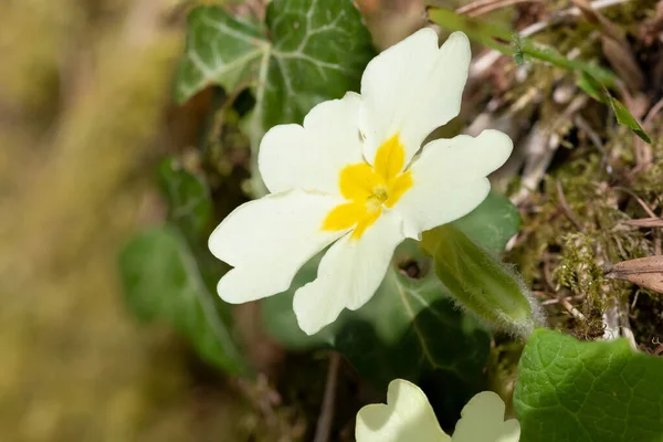 普通报春花 Primula Vulgaris 盛开的宏观照片 — 图库照片