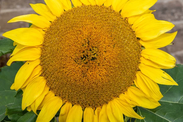 Close Sunflower Head — Stock Photo, Image