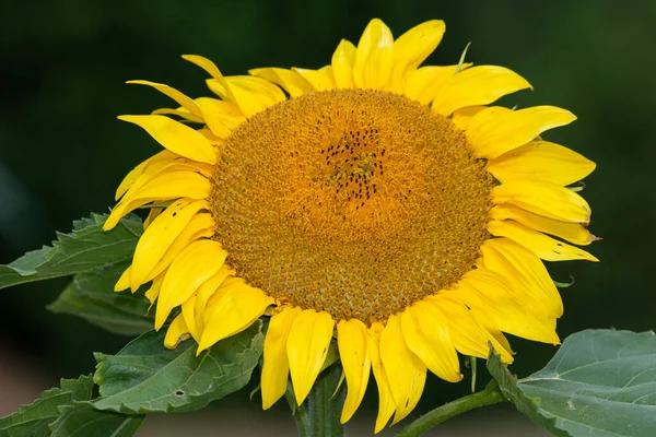 Primo Piano Una Testa Girasole — Foto Stock