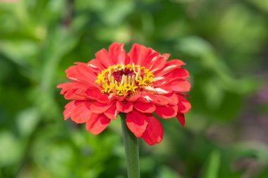 Close up of a red common zinnia (zinnia elegans) flower