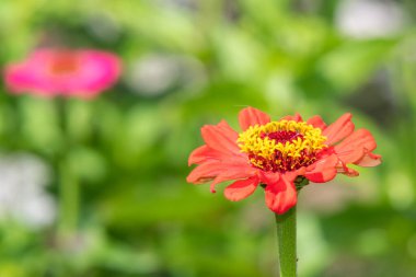 Close up of a red common zinnia (zinnia elegans) flower