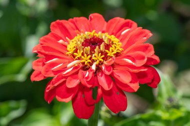 Close up of a red common zinnia (zinnia elegans) flower