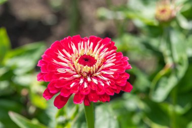 Close up of a red common zinnia (zinnia elegans) flower