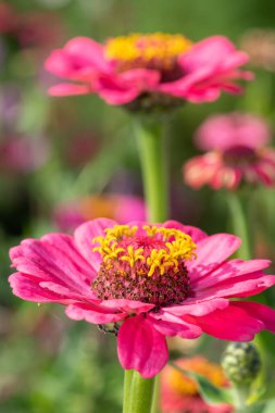 Close up of pink common zinnia (zinnia elegans) flowers