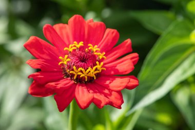 Close up of a red common zinnia (zinnia elegans) flower
