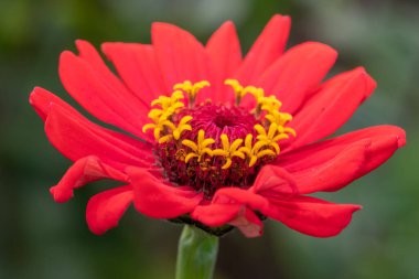 Close up of a red common zinnia (zinnia elegans) flower