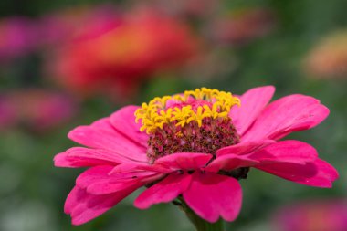 Close up of a pink common zinnia (zinnia elegans) flower