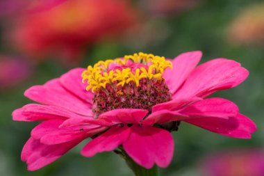 Close up of a pink common zinnia (zinnia elegans) flower