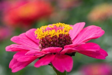 Close up of a pink common zinnia (zinnia elegans) flower
