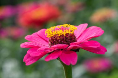 Close up of a pink common zinnia (zinnia elegans) flower