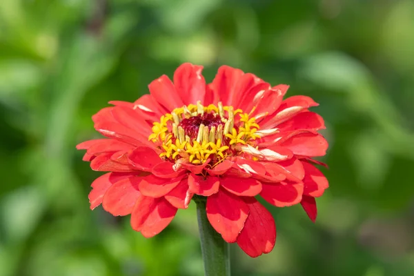 Gros Plan Une Fleur Zinnia Commune Zinnia Elegans Rouge — Photo