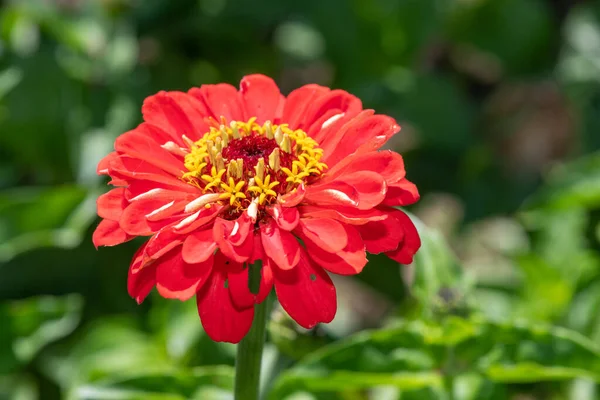 Gros Plan Une Fleur Zinnia Commune Zinnia Elegans Rouge — Photo