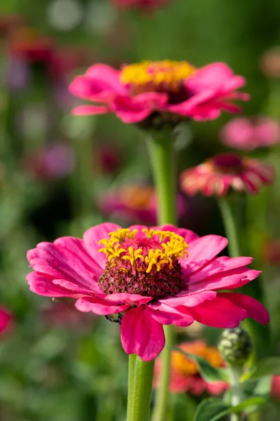 Close up of pink common zinnia (zinnia elegans) flowers