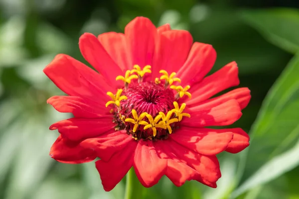 Gros Plan Une Fleur Zinnia Commune Zinnia Elegans Rouge — Photo