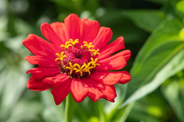 Gros Plan Une Fleur Zinnia Commune Zinnia Elegans Rouge — Photo