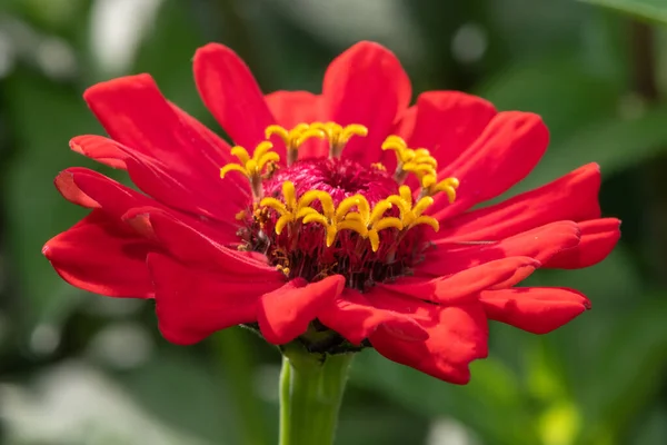 Close Red Common Zinnia Zinnia Elegans Flower — стоковое фото