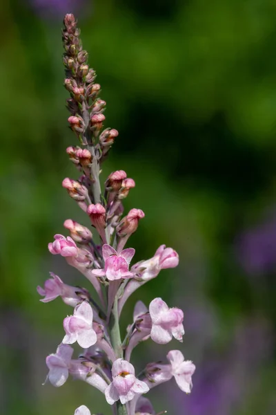 Close Pink Toadflax Linaria Purpurea Flower Bloom — Stockfoto