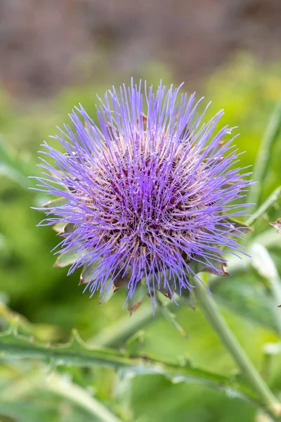 地球上のアーティチョーク シナラ カルドゥキュルス 植物上の花の閉じる — ストック写真