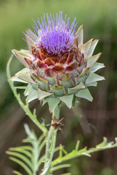 Крупним Планом Квітка Глобусній Рослині Артишоку Cynara Cardunculus — стокове фото