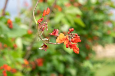 Close up of red flowers on a runner bean (phaseolus coccineus) plant