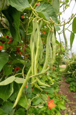 Close up of runner bean (phaseolus coccineus) pods on a runner bean plant