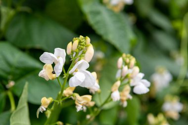 Macro shot of white flowers on a runner bean (phaseolus coccineus) plant
