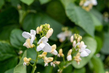 Beyaz fasulye (phaseolus coccineus) çiçekleri çiçek açmıştır.