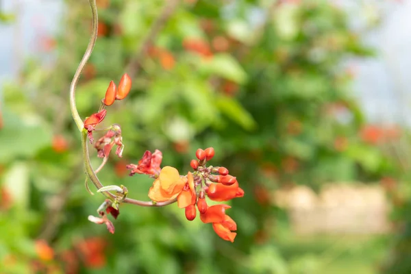 Close Red Flowers Runner Bean Phaseolus Coccineus Plant — стоковое фото