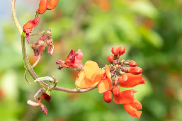 Close Red Flowers Runner Bean Phaseolus Coccineus Plant — стоковое фото