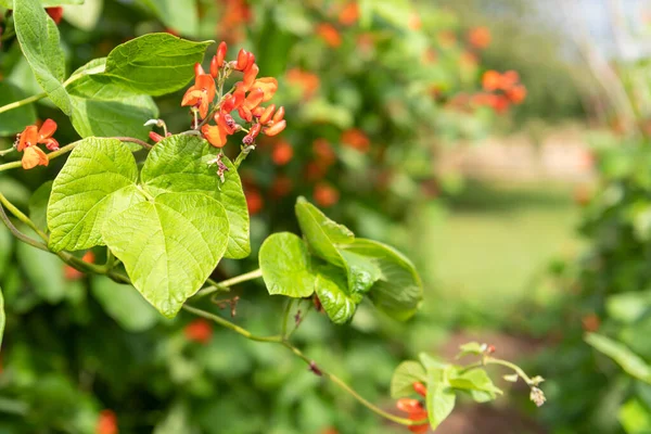 Close Red Flowers Runner Bean Phaseolus Coccineus Plant — Fotografia de Stock