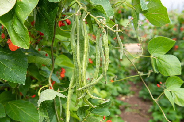 Close up of runner bean (phaseolus coccineus) pods on a runner bean plant