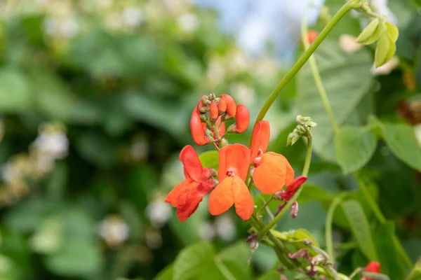 Макроснимок Цветков Фасоли Phaseolus Coccineus Цветении — стоковое фото