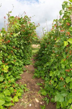 Two rows of runner bean (phaseolus coccineus) plants in flower in a vegetable garden