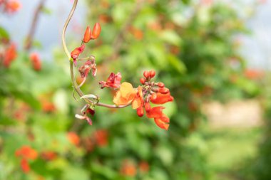 Close up of red flowers on a runner bean (phaseolus coccineus) plant