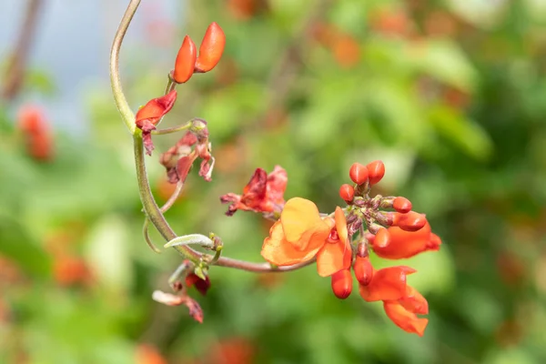 Close Red Flowers Runner Bean Phaseolus Coccineus Plant — Stockfoto