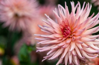 Çiçek açmış pembe bir yıldız çiçeğine yaklaş.