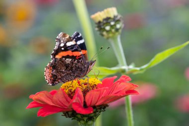 Kızıl bir amiralin (Vanessa atalanta) kırmızı bir zinyanın üzerindeki kelebeğin (zinnia elegans) yakın çekimi