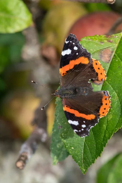 Macro Tiro Almirante Vermelho Vanessa Atalanta Borboleta Folha Uma Macieira — Fotografia de Stock