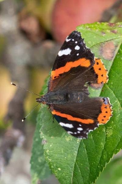 Macro Tiro Almirante Vermelho Vanessa Atalanta Borboleta Folha Uma Macieira — Fotografia de Stock