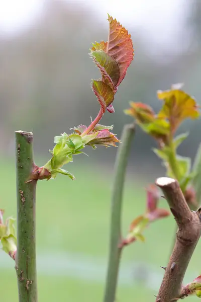 Nahaufnahme Eines Rosensprosses Der Aus Einem Beschnittenen Rosenstrauch Wächst — Stockfoto