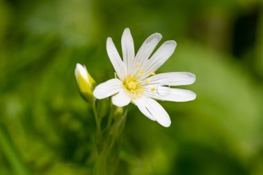 Daha büyük bir dikişotu (rabelera holostea) çiçeğinin makro çekimi