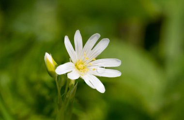 Daha büyük bir dikişotu (rabelera holostea) çiçeğinin makro çekimi