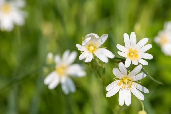 Makro Shot Większych Kwiatów Dziurawca Rabelera Holostea Rozkwicie — Zdjęcie stockowe