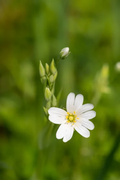 Macro Shot Greater Stitchwort Rabelera Holostea Flower Bloom — Stock Photo, Image