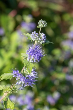 Mavi Sakal (caryopteris incana) çiçekli makro pozu