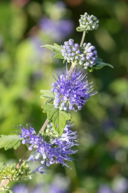 Mavi Sakal (caryopteris incana) çiçekli makro pozu