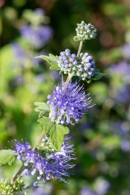 Mavi Sakal (caryopteris incana) çiçekli makro pozu