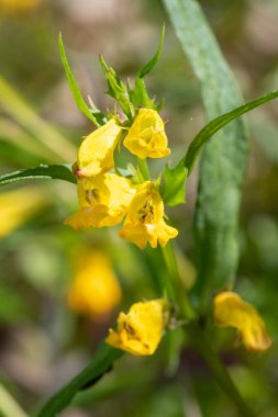 Sıradan buğday (melampyrum pratense) çiçekli makro shot
