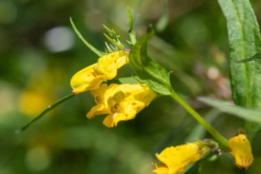 Sıradan buğday (melampyrum pratense) çiçekli makro shot